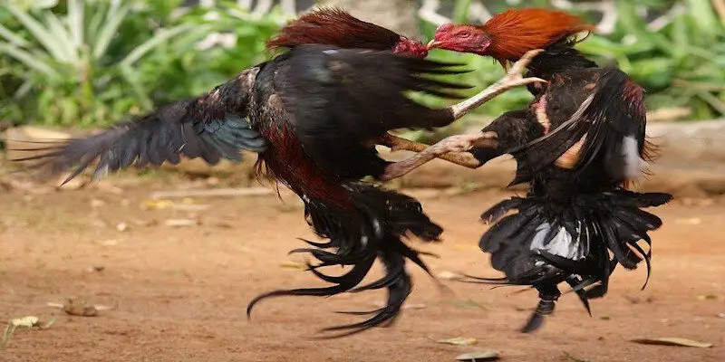 Tổng hợp những thể thức đá gà thomo phổ biến nhất hiện nay